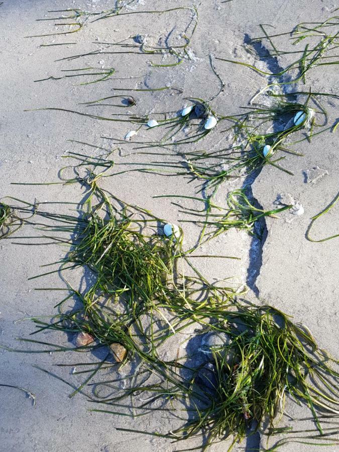 Seesternchen Groß Schwansee Εξωτερικό φωτογραφία